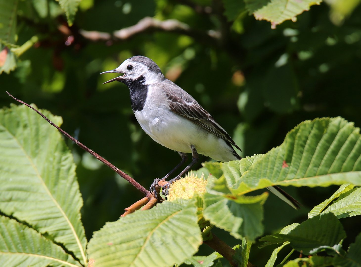 Bachstelze Foto & Bild | fotos, natur, vogel Bilder auf ...