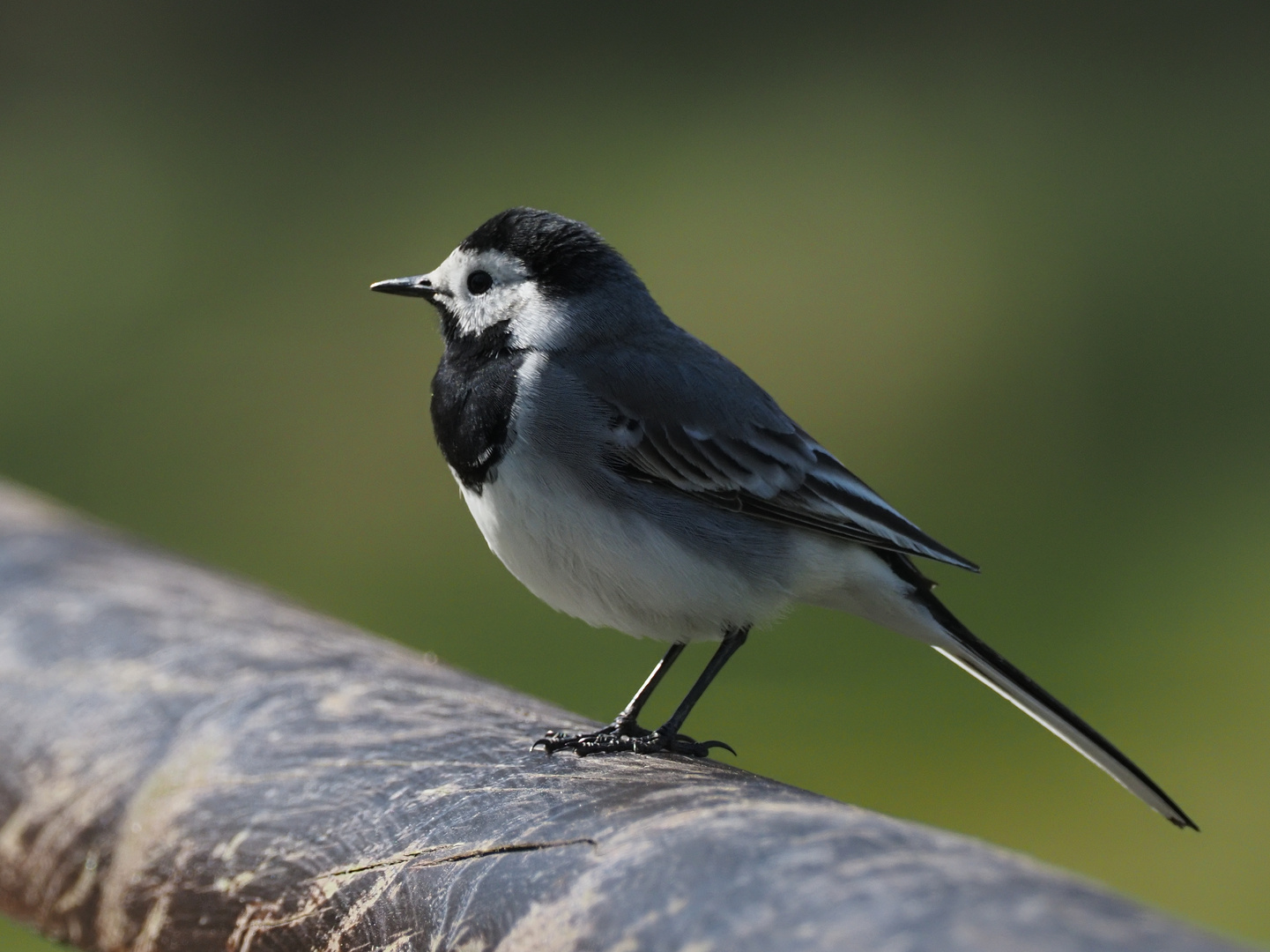 Bachstelze Foto & Bild tiere, wildlife, wild lebende vögel Bilder auf