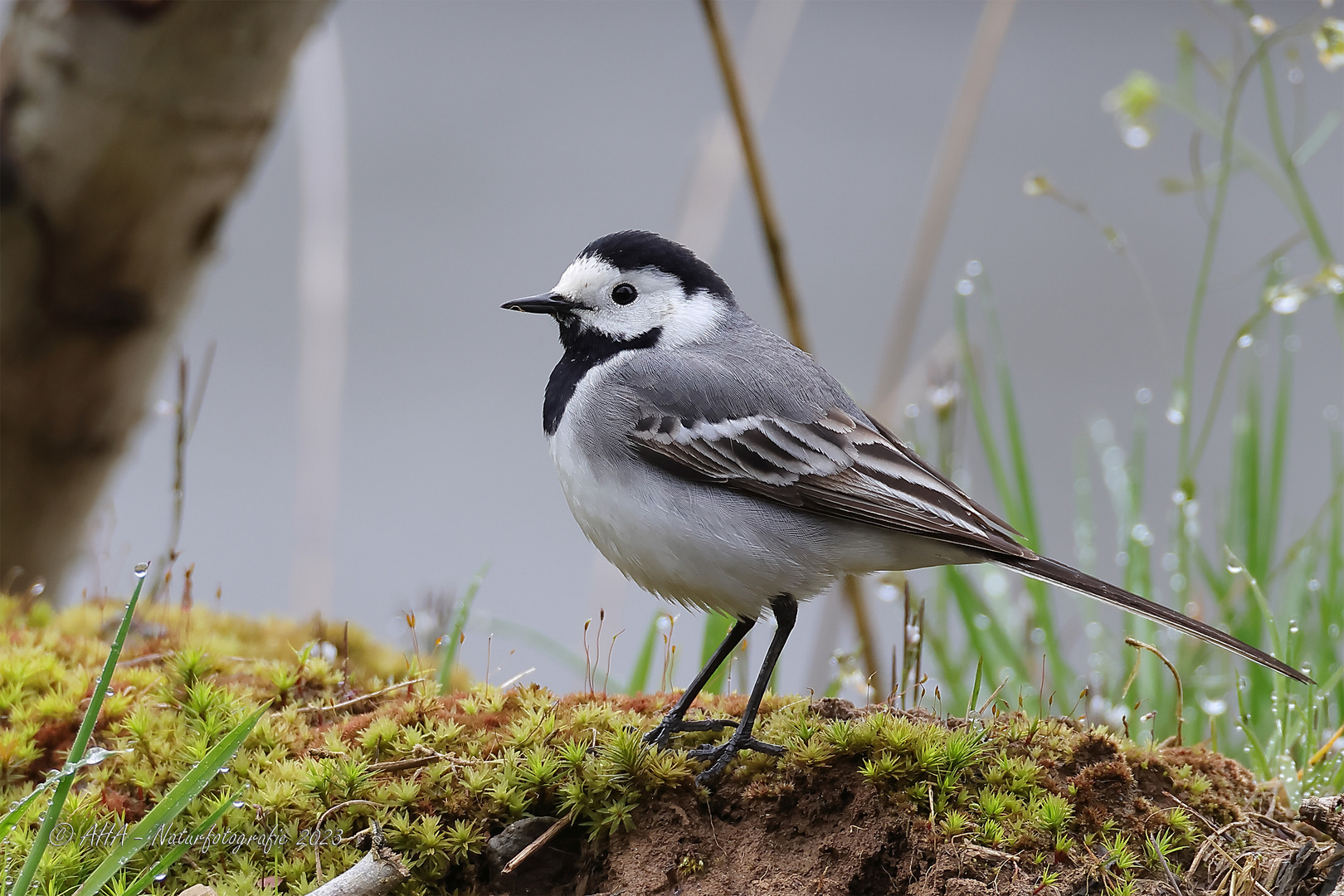 Bachstelze Foto & Bild tiere, wildlife, wild lebende vögel Bilder auf