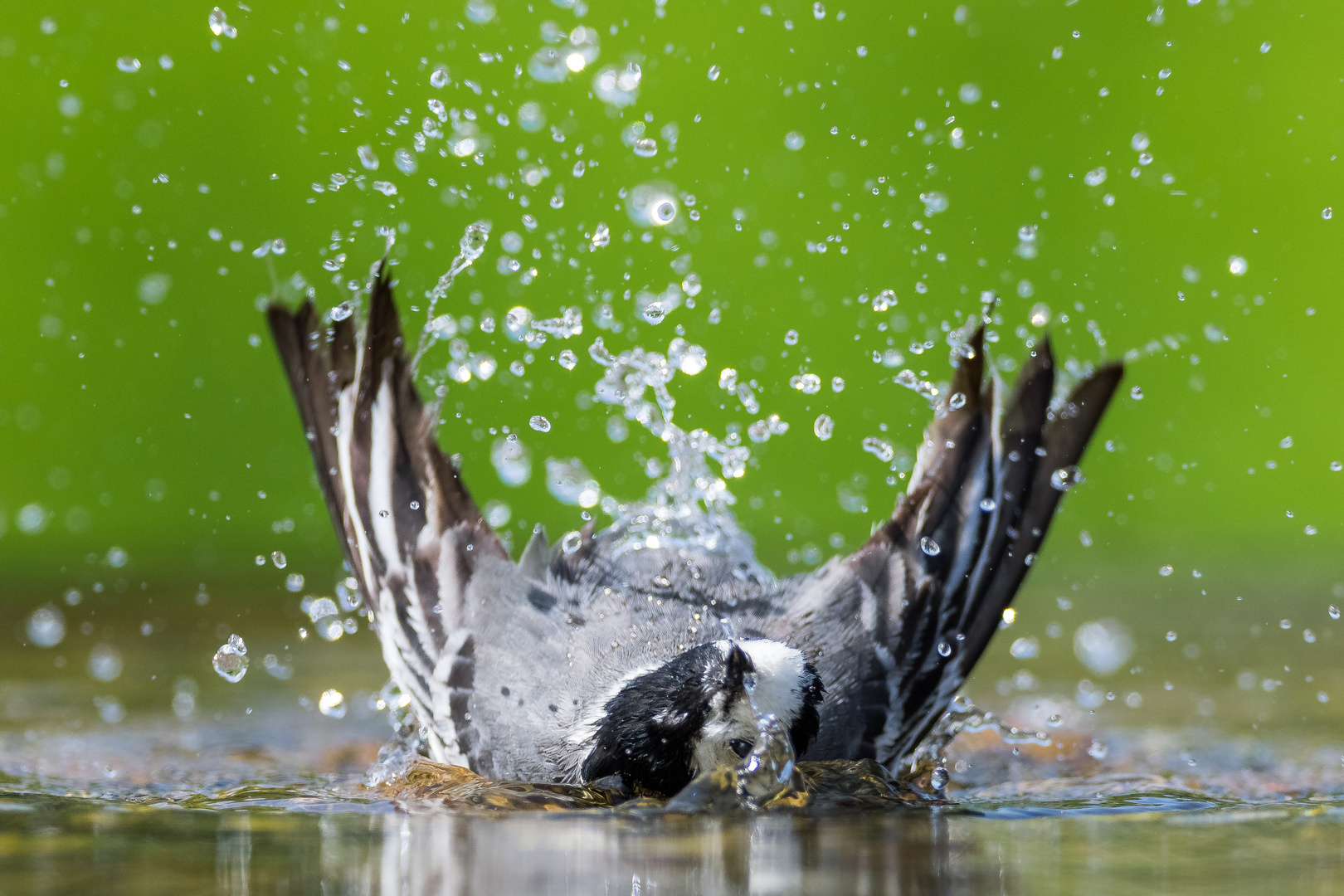 Bachstelze am baden