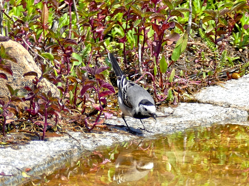 Bachstelze am Gartenteich