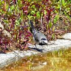 Bachstelze am Gartenteich