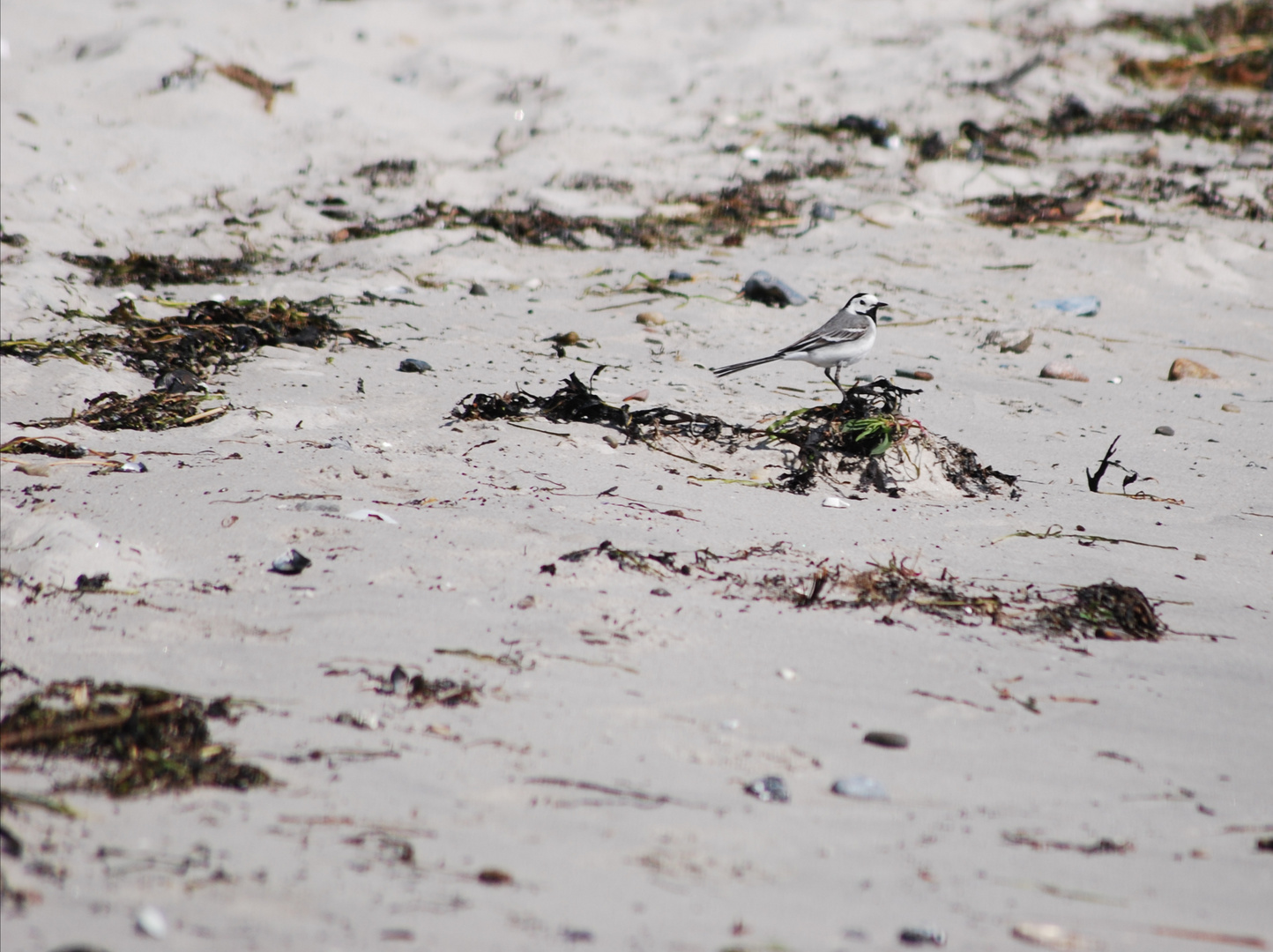 Bachstelze am Meer