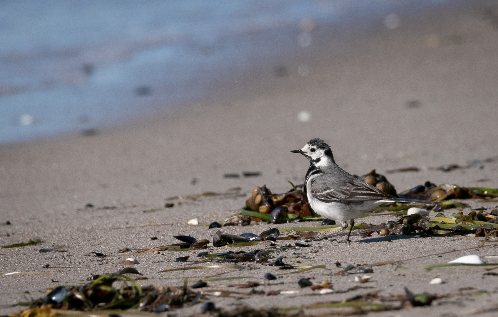 Bachstelze am Ostseestrand