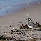 Bachstelze am Ostseestrand