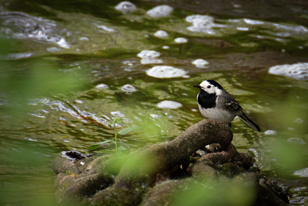 Bachstelze am Reinheimer Teich