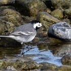 Bachstelze am steingen Ostseestrand  ......