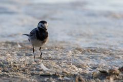 Bachstelze am Strand #2