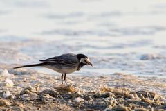 Bachstelze am Strand