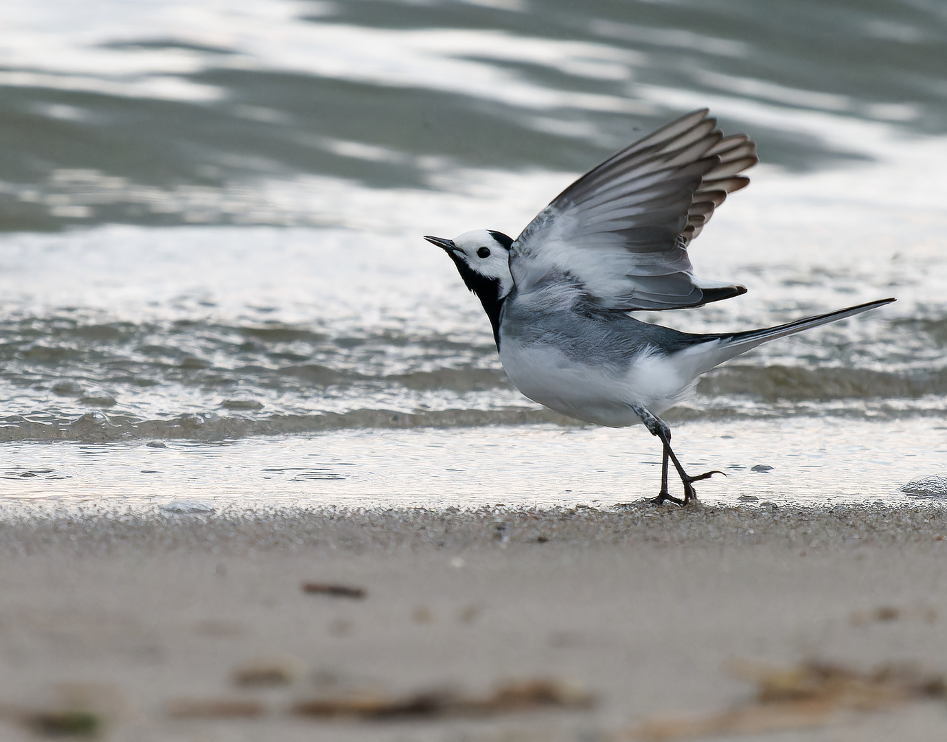 Bachstelze am Strand I