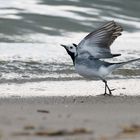 Bachstelze am Strand I