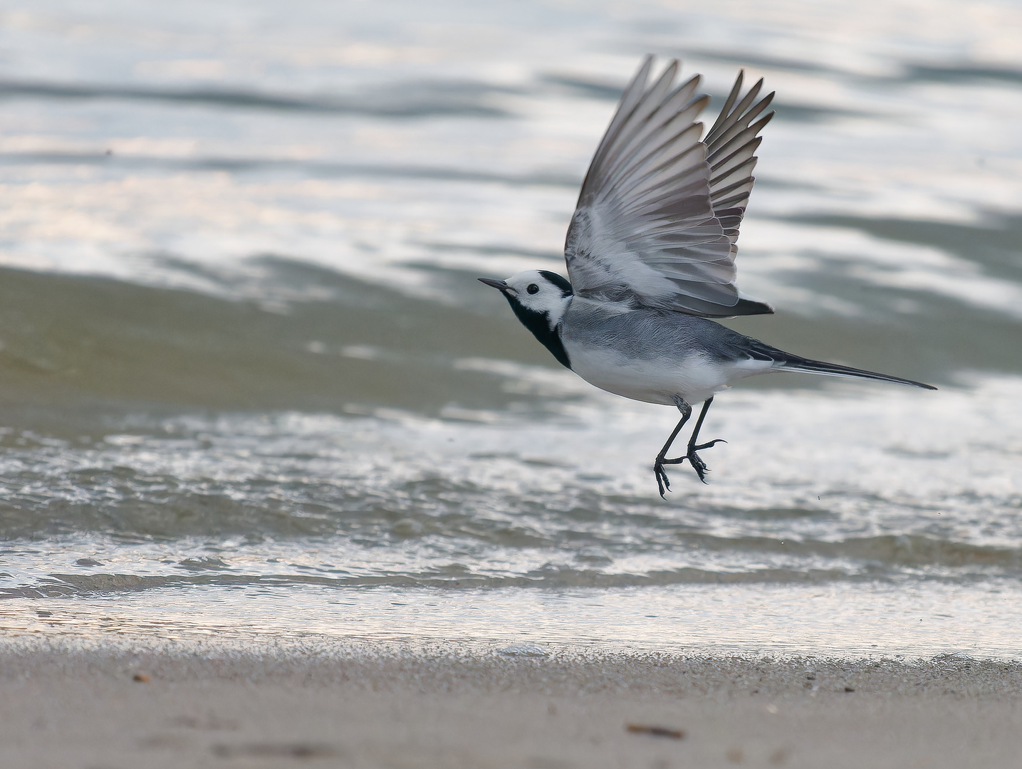 Bachstelze am Strand II