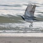 Bachstelze am Strand II