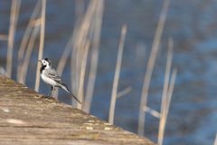 Bachstelze am Wasser