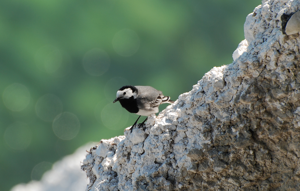 Bachstelze an der Klippe