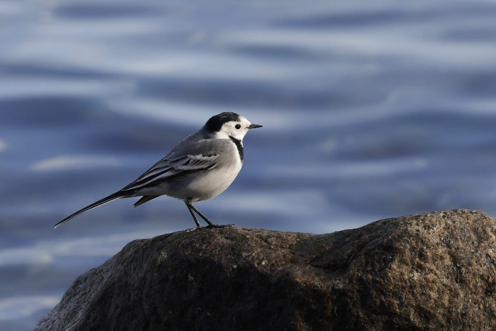 Bachstelze an der Ostsee