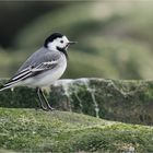 Bachstelze auf Buhnenfelsen  .....