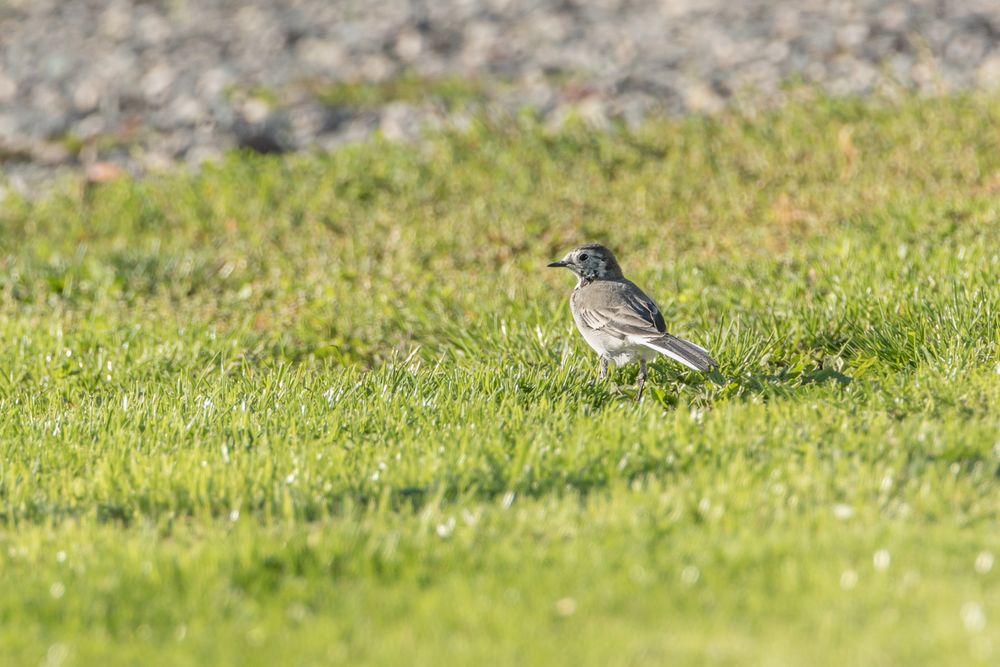 Bachstelze auf der Wiese