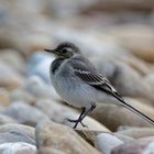 Bachstelze  _auf heissen Strandsteinen