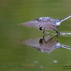 Bachstelze auf Insektenjagd