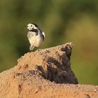 ........ Bachstelze auf Sandhügel in der Abendsonne