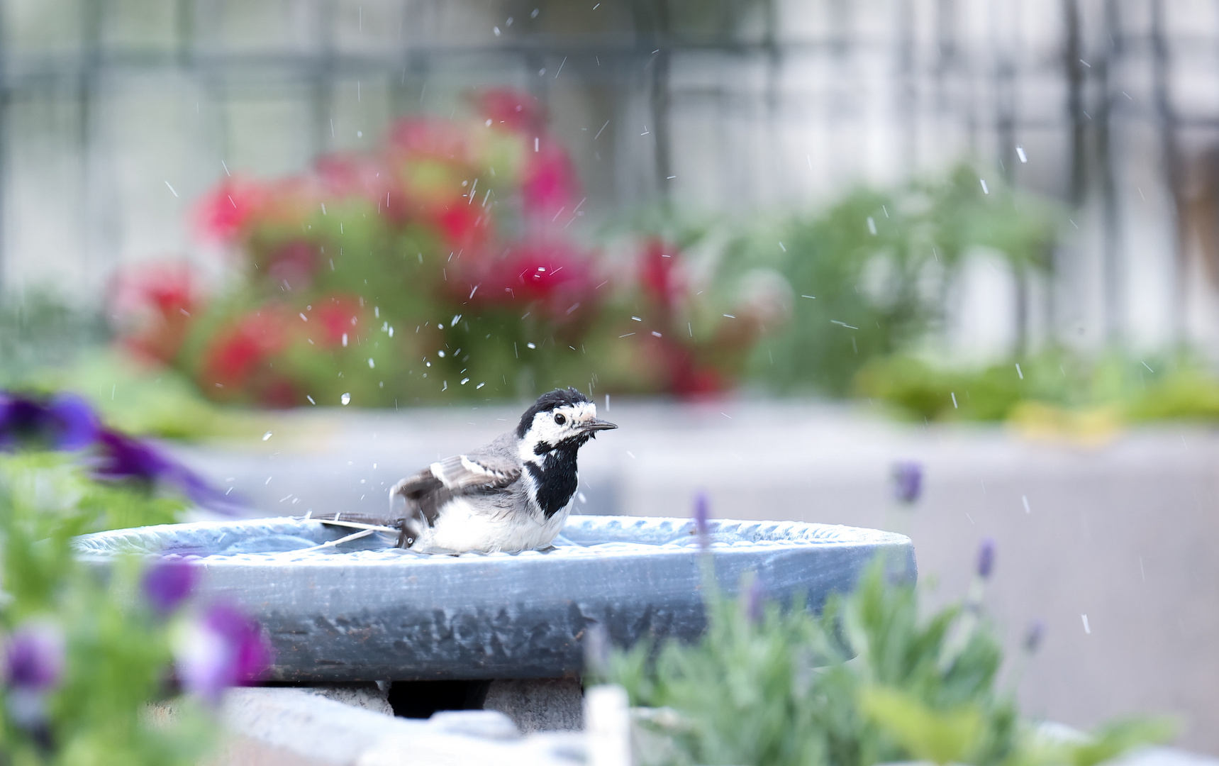 Bachstelze badet