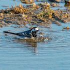 Bachstelze beim Baden