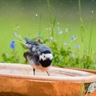 Bachstelze beim Baden