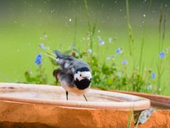 Bachstelze beim Baden