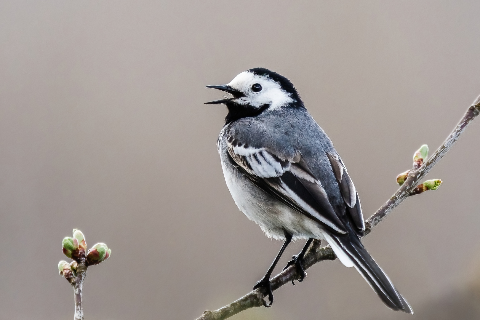 Bachstelze beim Gesang