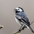 Bachstelze beim Gesang