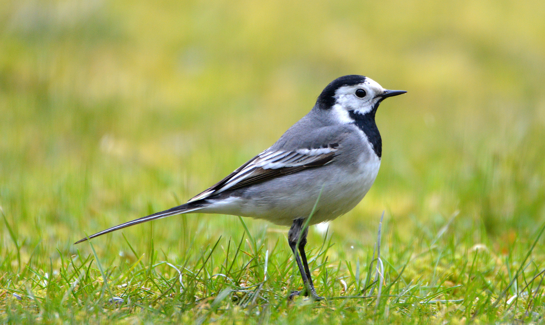 46+ Vogel Der Der Bachstelze Ähnelt Und Im Garten Lief, Die