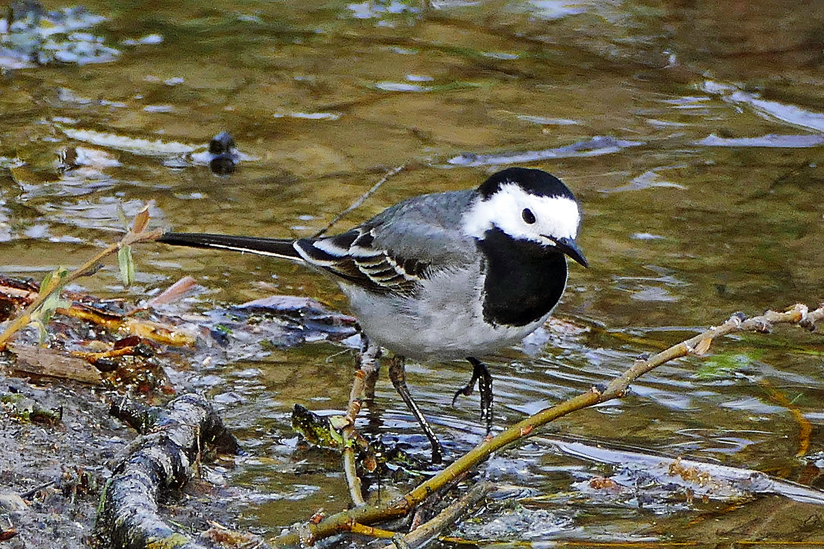 Bachstelze die durch das Wasser schreitet