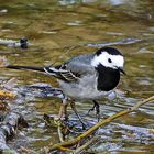 Bachstelze die durch das Wasser schreitet