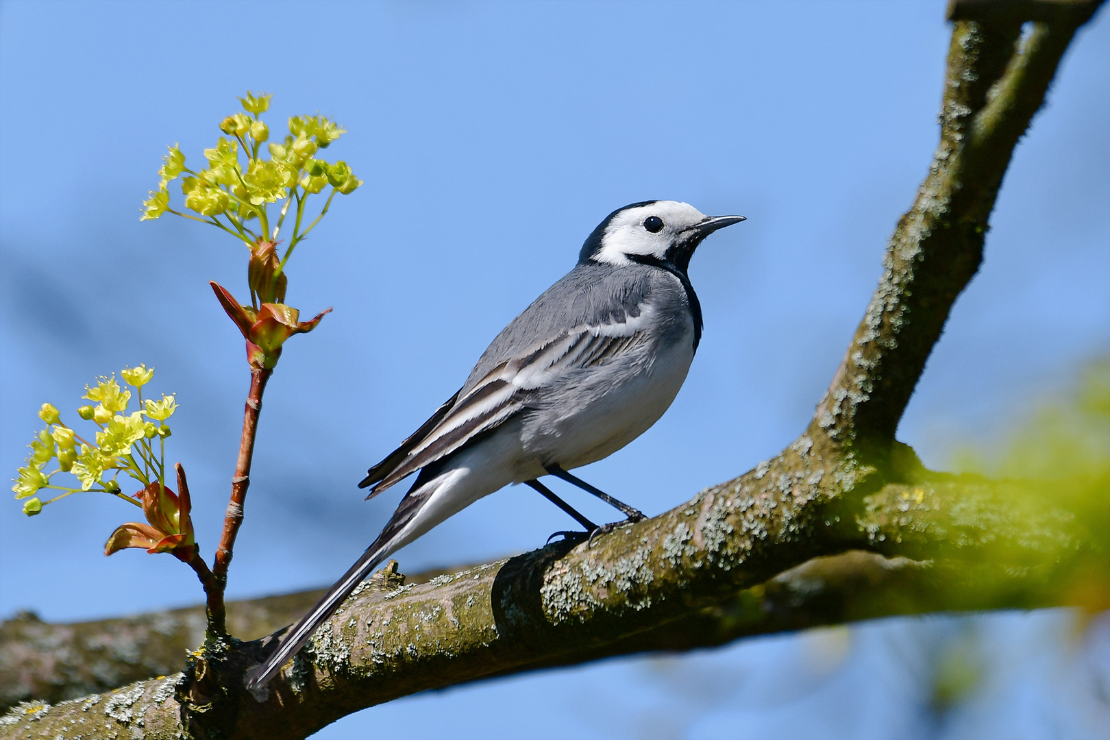 Bachstelze Foto & Bild frühling, natur, vogel Bilder auf