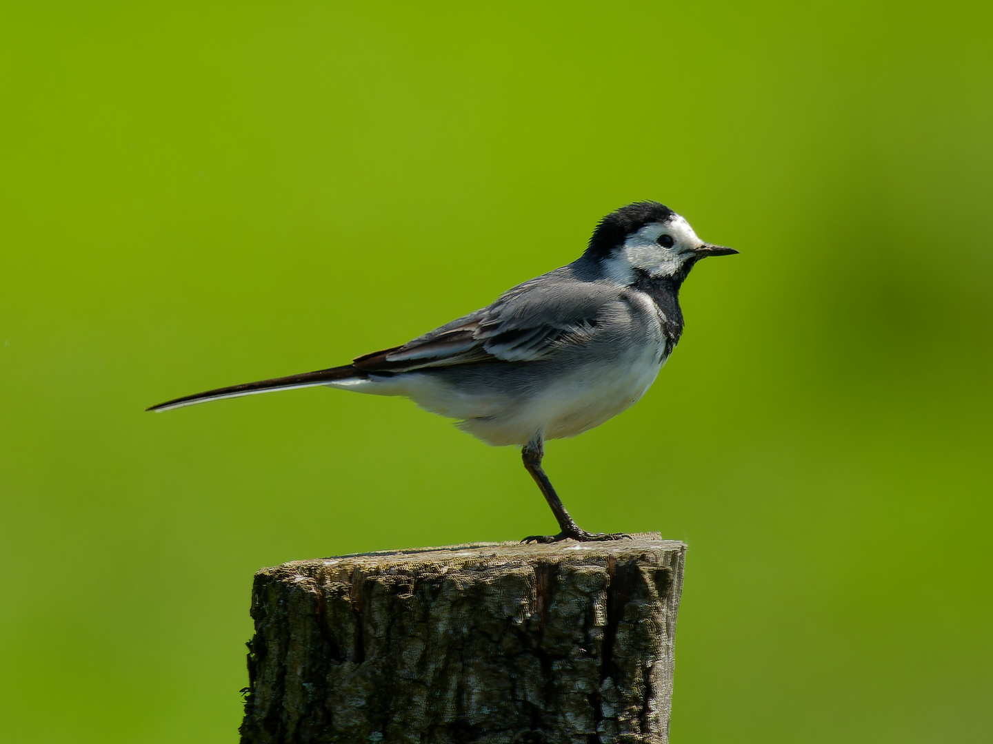 Bachstelze - Elternvogel