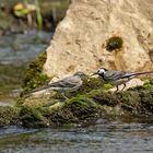 Bachstelze füttert Jungvogel am Donauwehr Obermarchtal