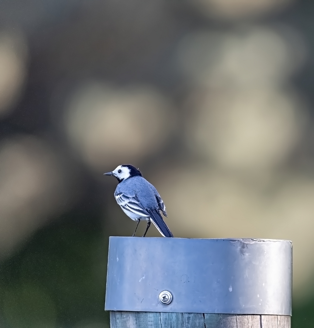 Bachstelze im Abendlicht