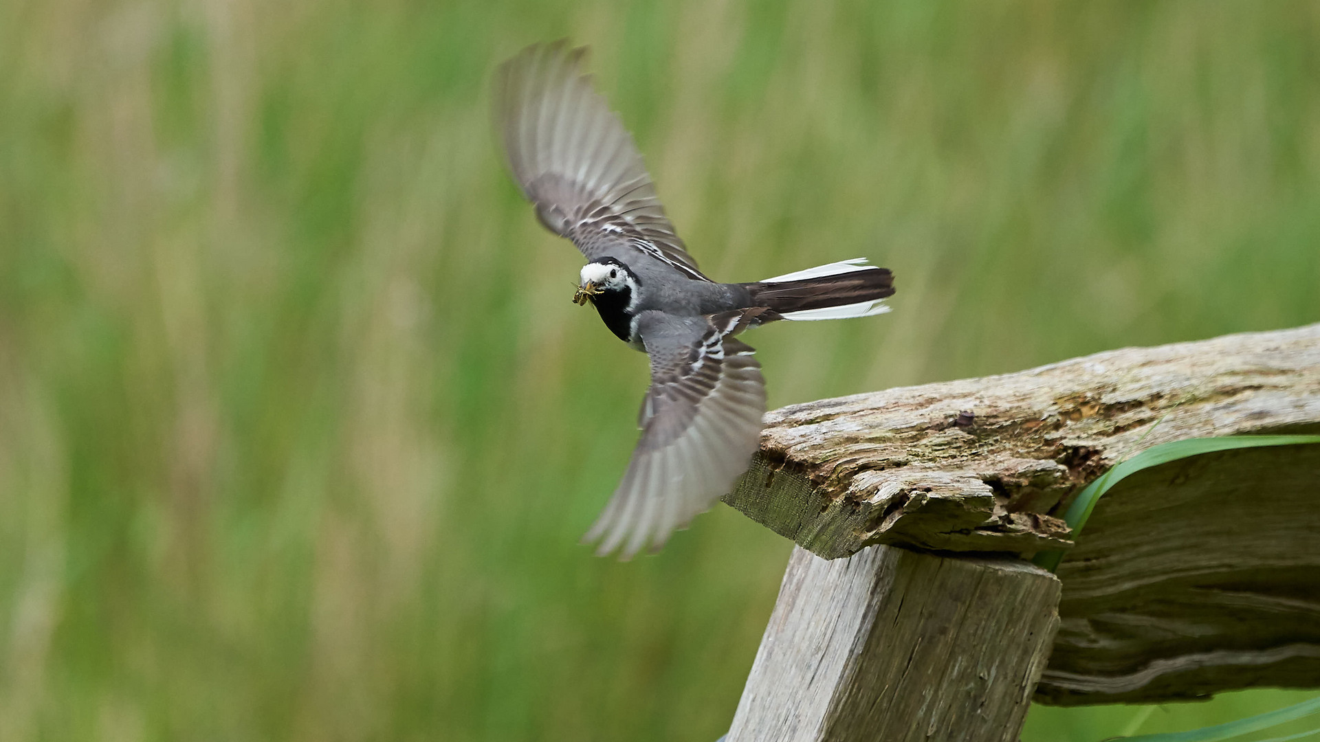 Bachstelze im Abflug