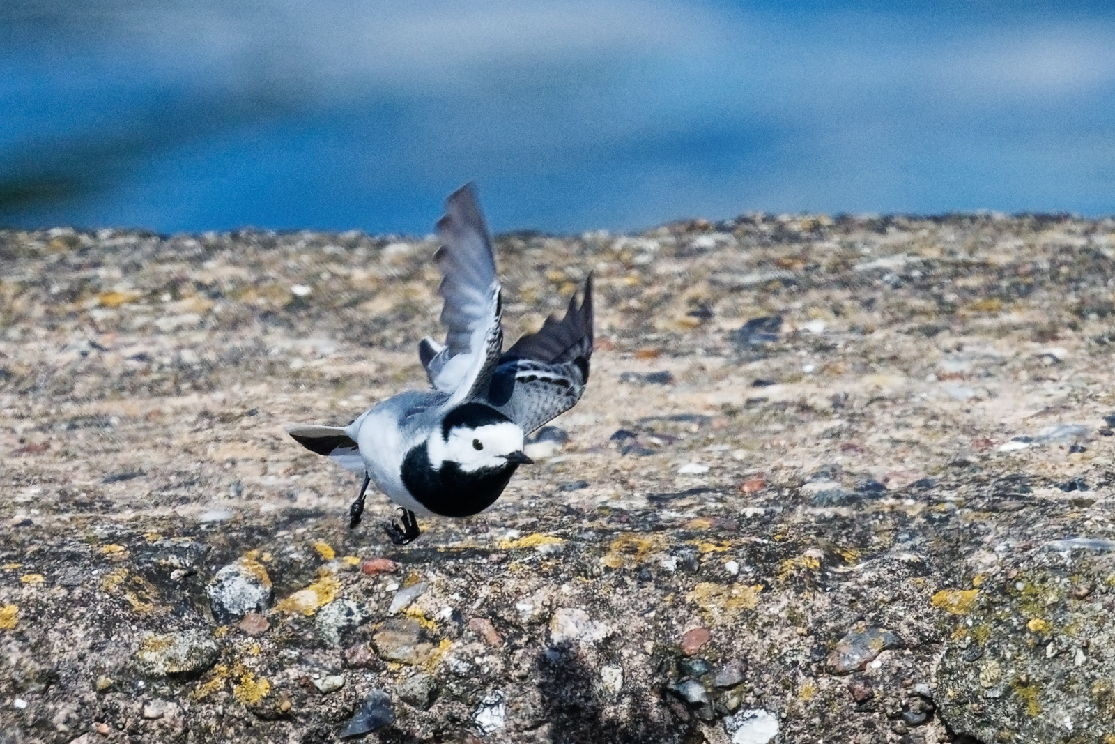 Bachstelze im Abflug