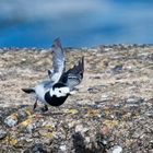 Bachstelze im Abflug