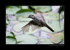 Bachstelze im Anflug