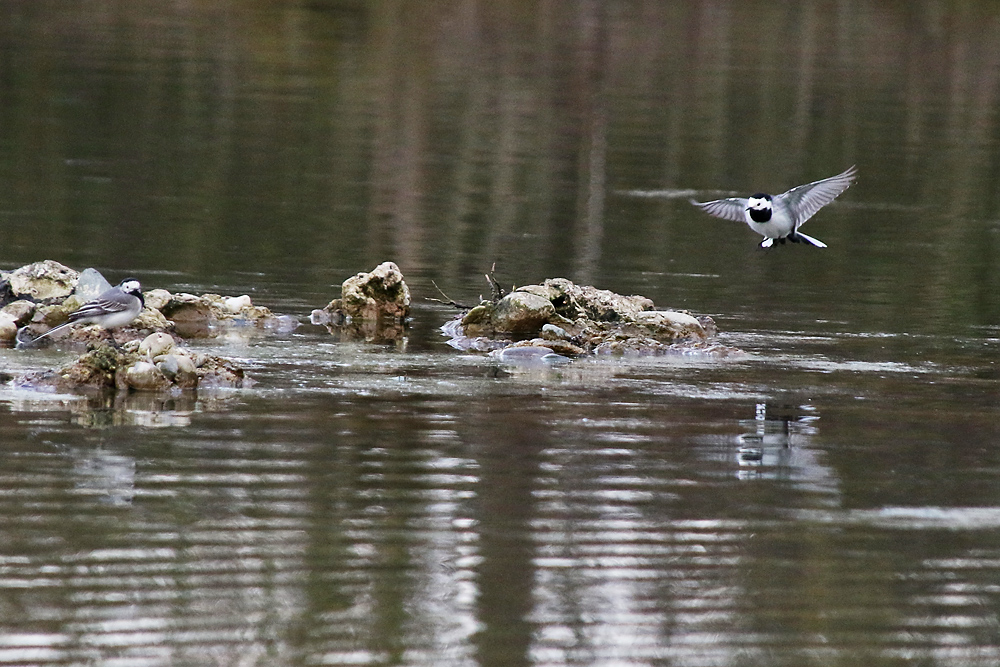 Bachstelze im Anflug