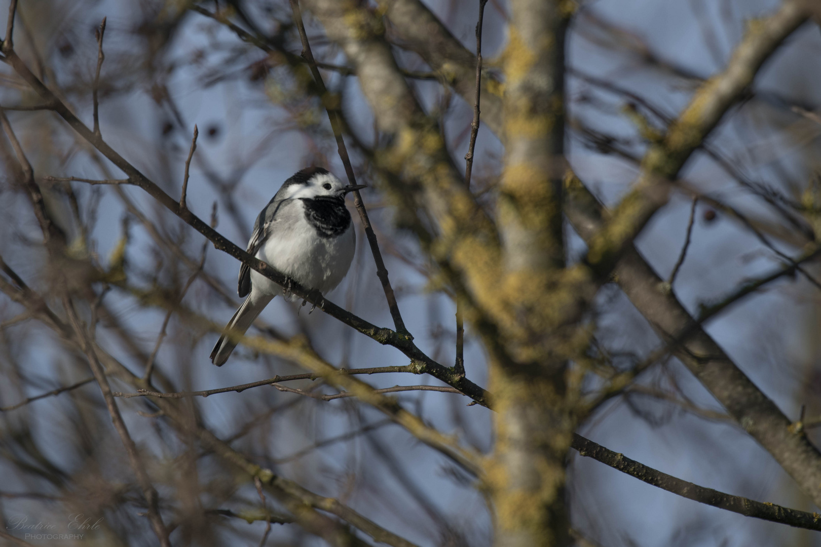 Bachstelze im Baum