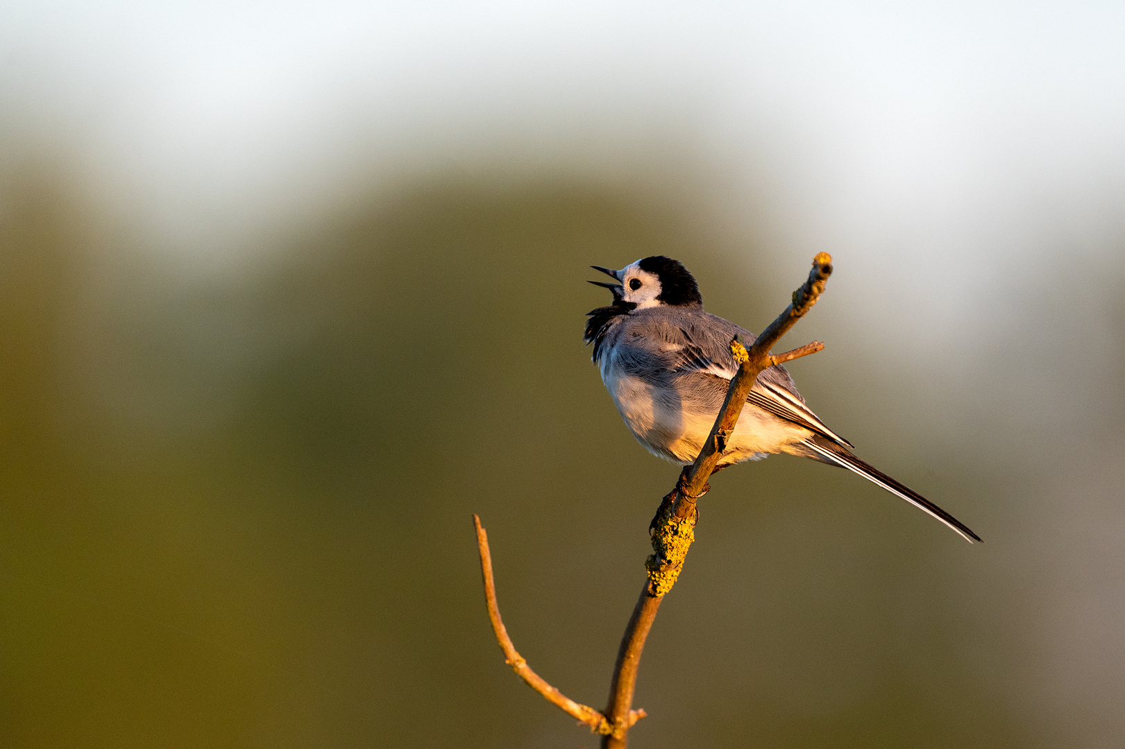 Bachstelze im ersten Licht Foto & Bild tiere, wildlife, wild lebende