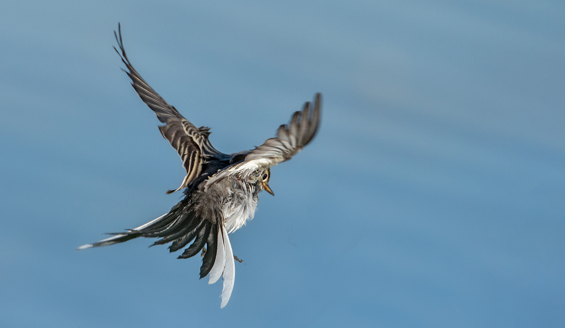 Bachstelze im Flug 001