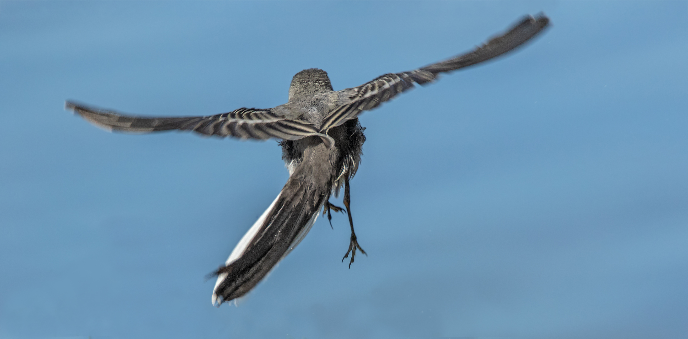 Bachstelze im Flug 004