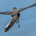 Bachstelze im Flug 004