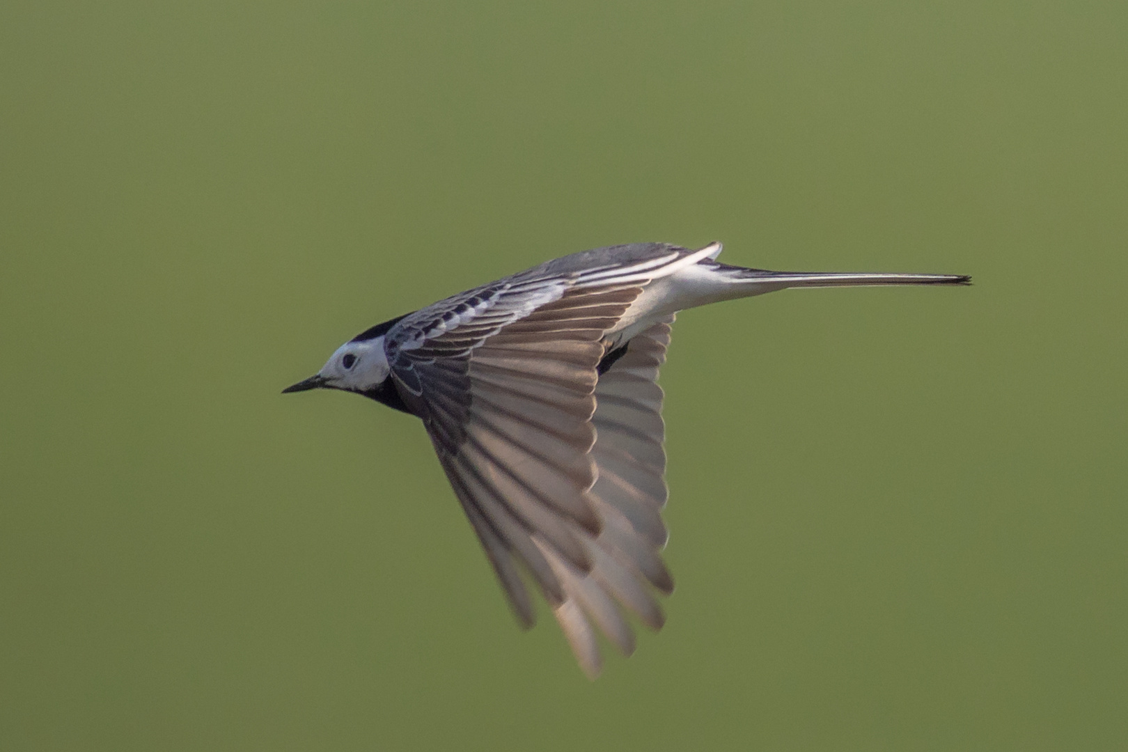 Bachstelze im Flug