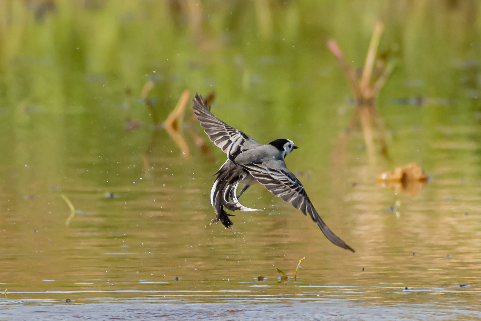  Bachstelze im flug